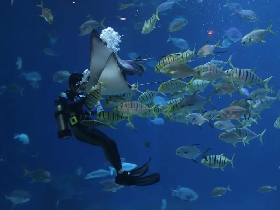 Hvordan døde Steve Irwin? Hemmelighederne bag den tragiske ulykke og hans varige arv