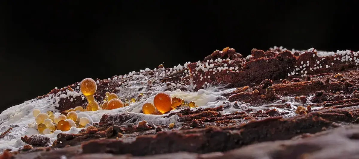 Hvordan fjerner man skimmelsvamp? Eksperternes guide til et sundt og tørt hjem