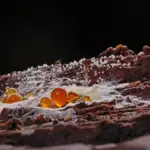 Hvordan fjerner man skimmelsvamp? Eksperternes guide til et sundt og tørt hjem