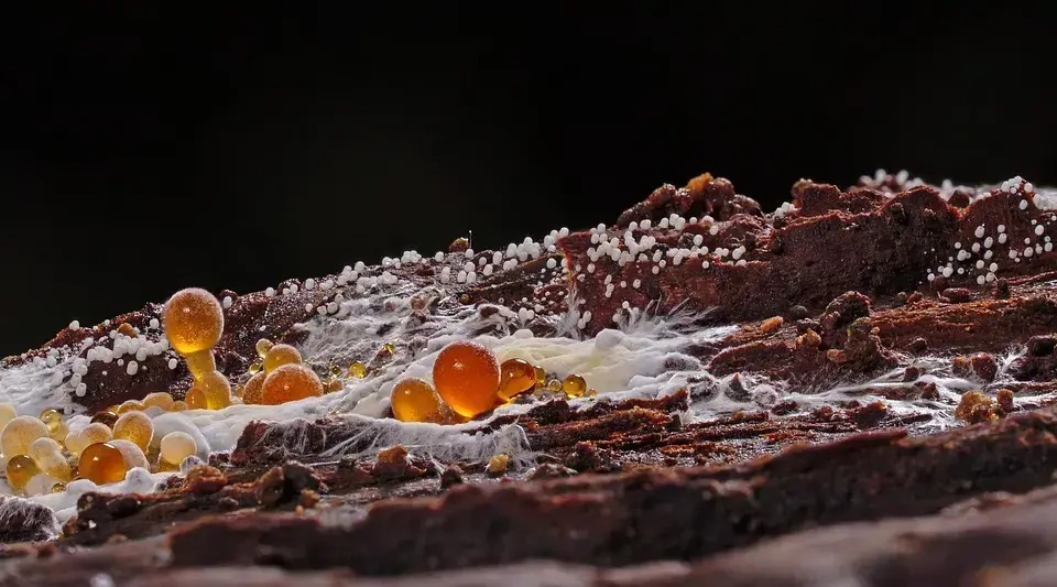 Hvordan fjerner man skimmelsvamp? Eksperternes guide til et sundt og tørt hjem