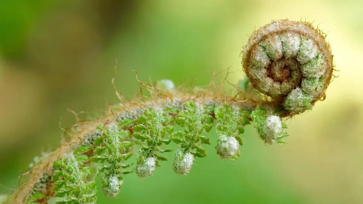 Kan jeg sætte tapet op oven på glasfilt uden at grunde?