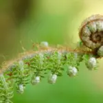 Kan jeg sætte tapet op oven på glasfilt uden at grunde?