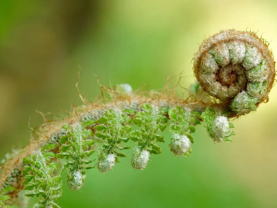 Kan jeg sætte tapet op oven på glasfilt uden at grunde?