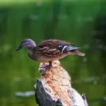 Landsby svar til dit krydsord