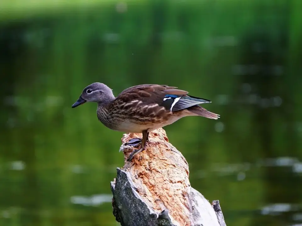 Landsby svar til dit krydsord
