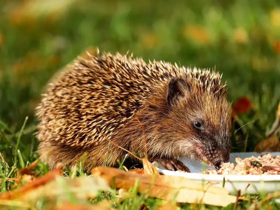 Medvirkende i Hannah Montana: The Movie